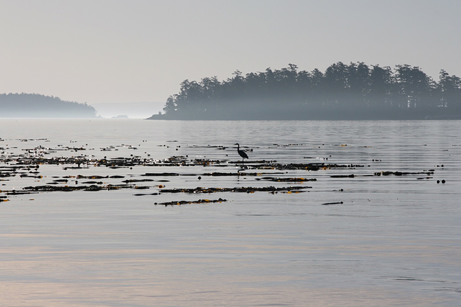 heron on seaweed
